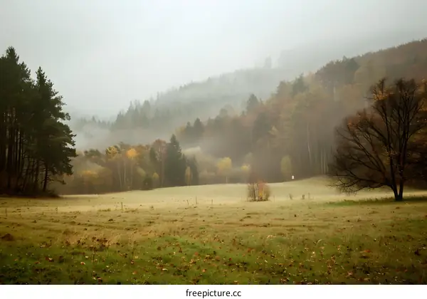 Misty Autumn Forest Landscape With Fog