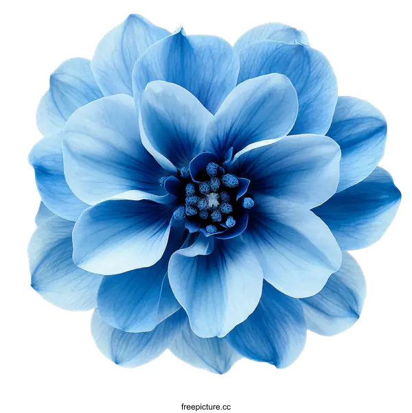 [Transparent Background PNG]Close-up Vibrant Blue Dahlia Flower