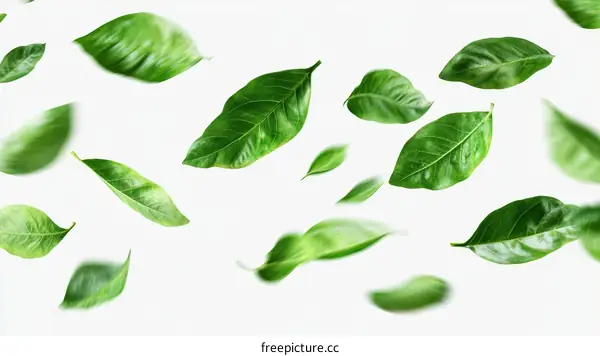 Green Leaves Falling in Motion