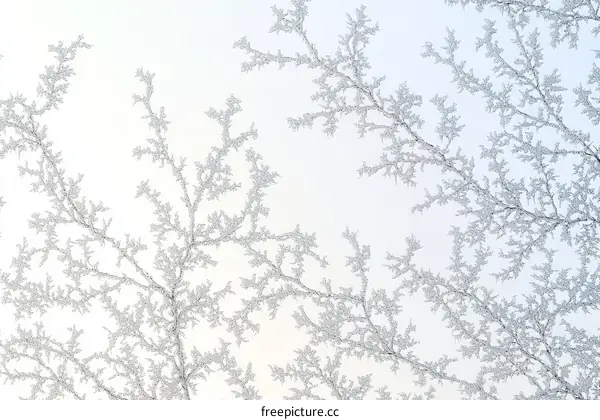Winter Frost Patterns on Branches