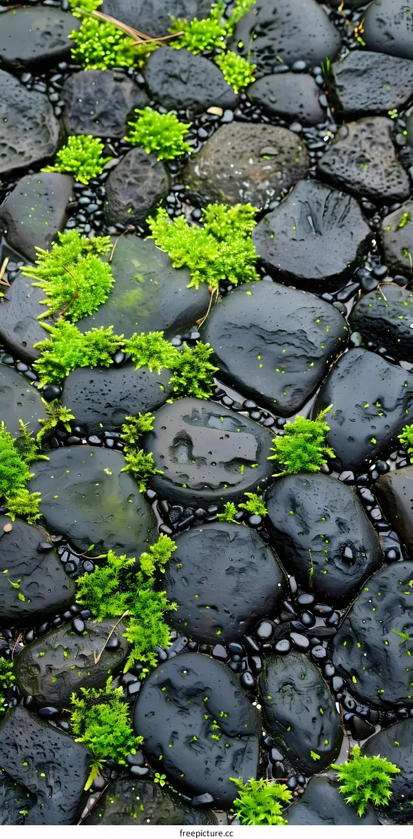 Close Up of Moss Growing on Smooth Black Rocks