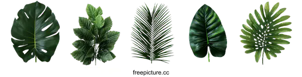 [Transparent Background PNG]Collection of Tropical Leaf Designs