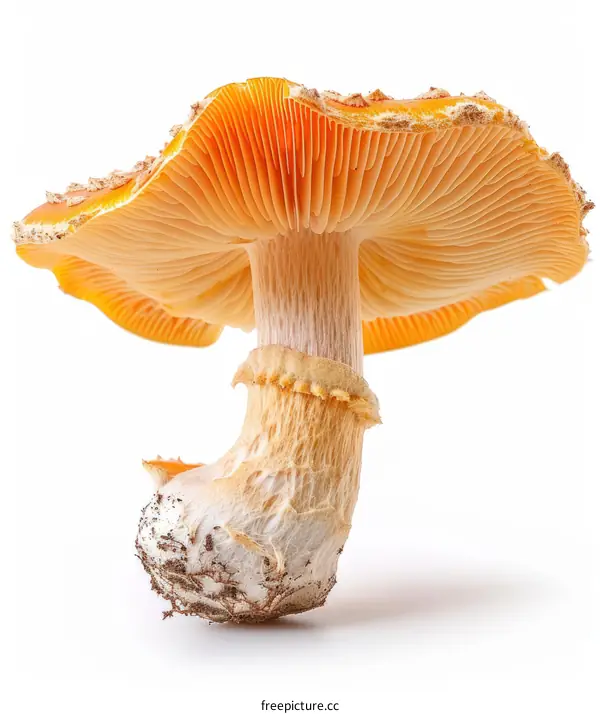 Poisonous orange mushroom isolated on white