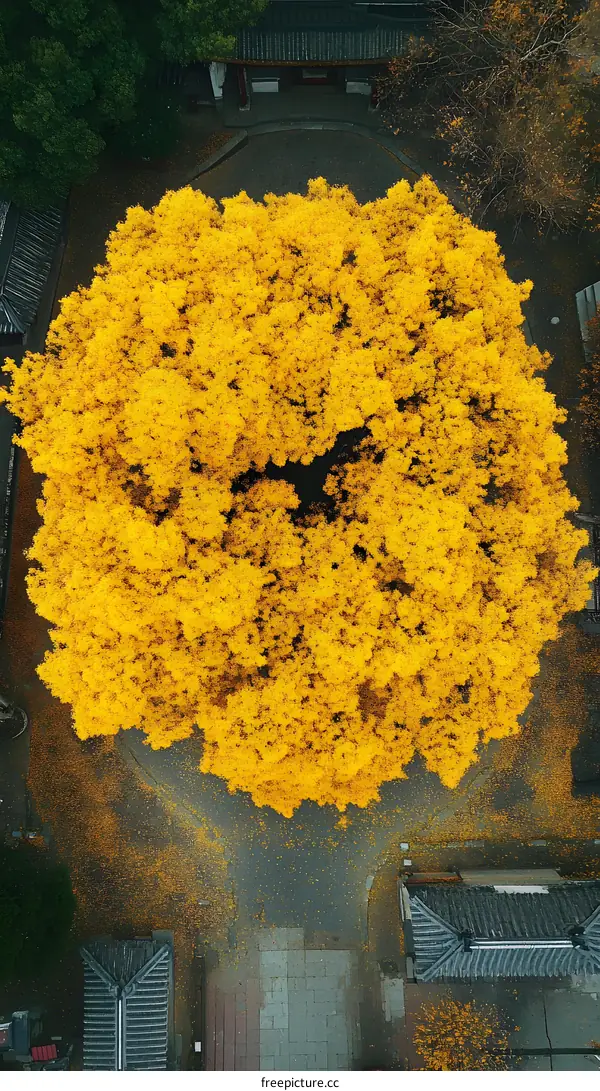 Aerial View of Golden Autumn Tree in a Park