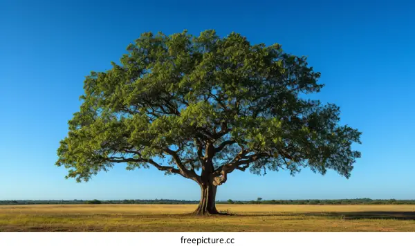 Large Oak Tree in Field