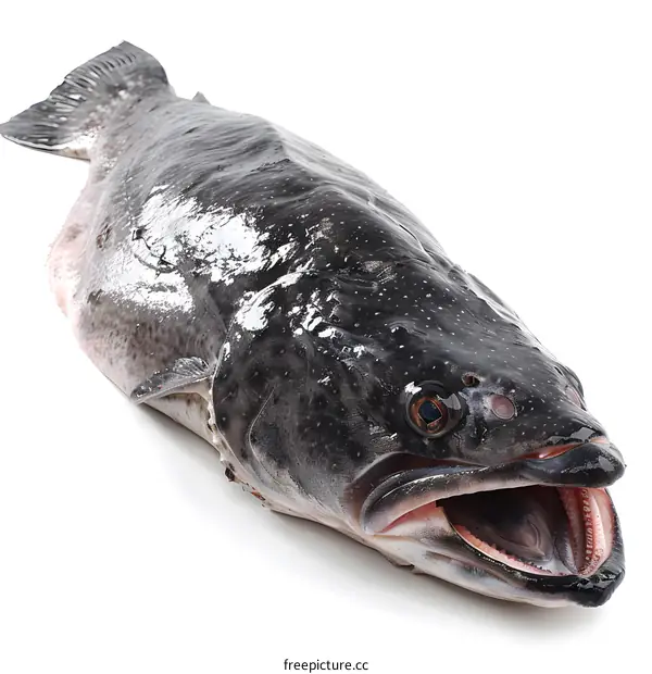 Fresh Fish on White Background