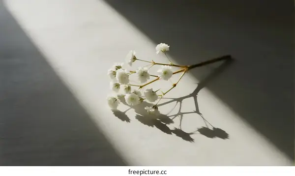 Delicate White Flowers with Long Stems on Light Background