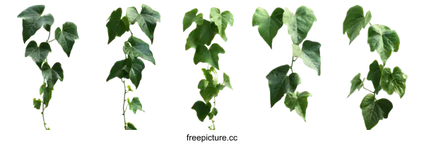 [Transparent Background PNG]Ivy Plant Branches Isolated on White Background