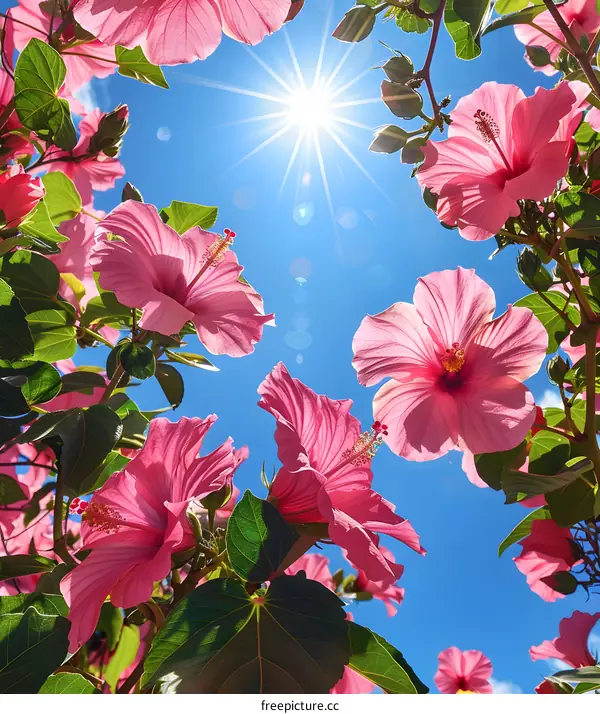 looking up at the sky through pink hibiscus flowers