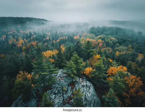 A misty forest with a rocky outcropping in the foreground