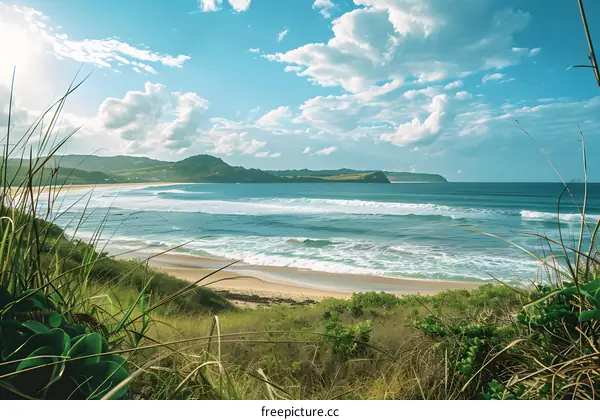 Sea Shore and Grassy Dunes Landscape
