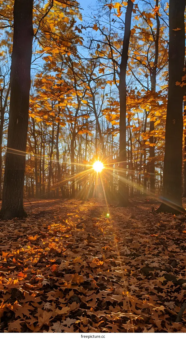 Autumn Sunlight through the Trees
