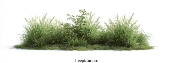 Realistic Grass and Plants Illustration