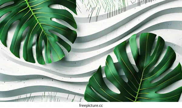 Green Monstera Leaves on Abstract White Background