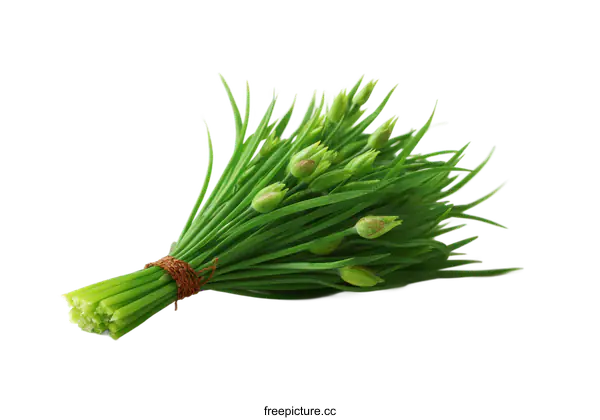 [Transparent Background PNG]Fresh Bundle of Green Herbs