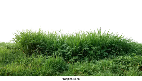 [Transparent Background PNG]Fresh Green Grass Field Isolated Background
