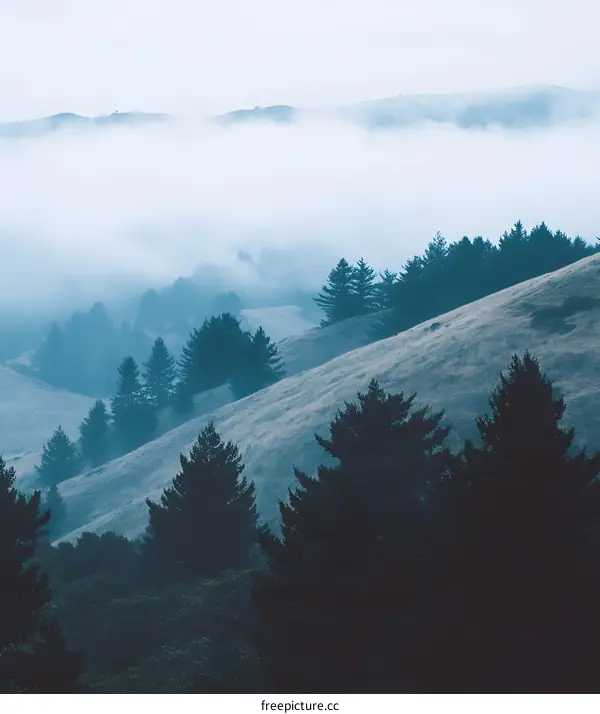 Foggy Mountain Landscape With Pine Trees