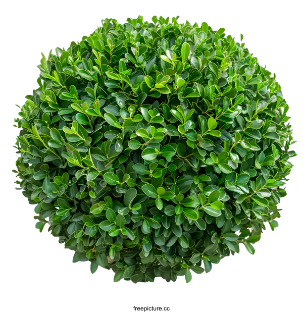 [Transparent Background PNG]Green Bush with Round Shape Isolated on White Background