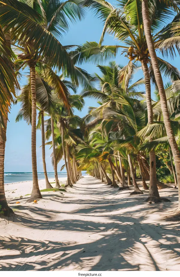 Tropical Beach Path with Palm Trees