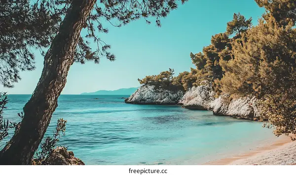 Clear Blue Water Beach Sea Coast  Cliff  Tree  Summer  Vacation