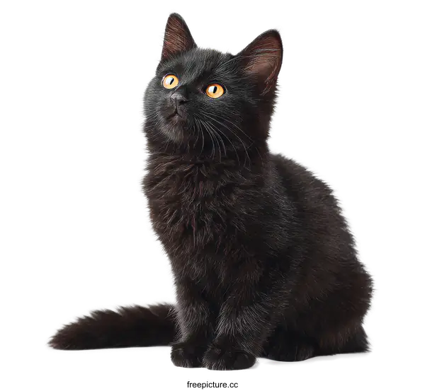 [Transparent Background PNG]Adorable Black Kitten Looking Upward