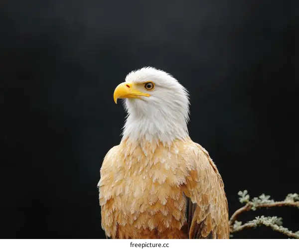 Close-up Portrait of a Majestic Eagle