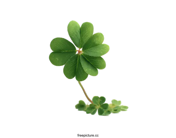 [Transparent Background PNG]Lucky Four-Leaf Clover Close-up Image