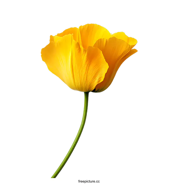 [Transparent Background PNG]Yellow Flower on transparent background