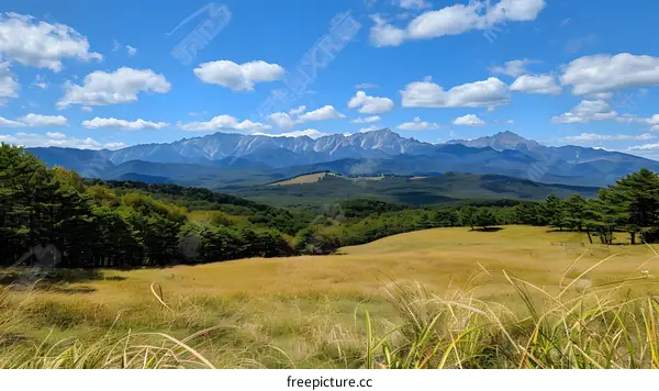 Mountains in the distance with a field of tall grass in the foreground