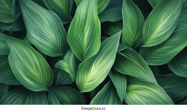 Close Up of Lush Green Leaves Pattern