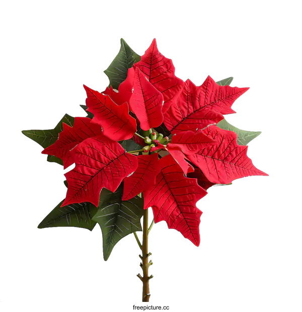 [Transparent Background PNG]Red Poinsettia Flower on White Background