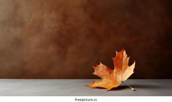 Autumnal Maple Leaf on a Brown Wall