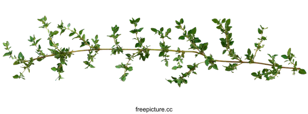 [Transparent Background PNG]Fresh Thyme Sprig Isolated on White Background