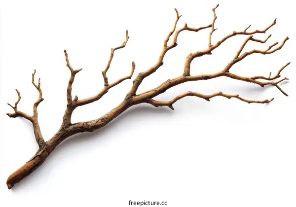 Dried Branch Minimalist Nature Decor