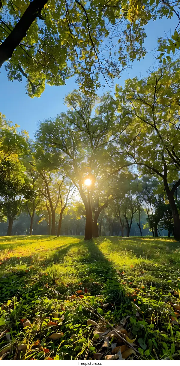 Sunlight shining through the trees in a park