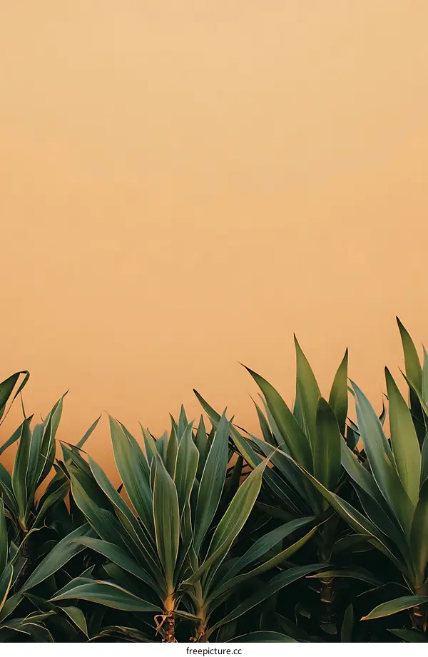 Green Leaves and a Beige Wall