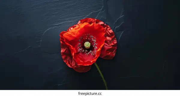 Red Poppy Flower on Black Slate - Remembrance Day Symbol