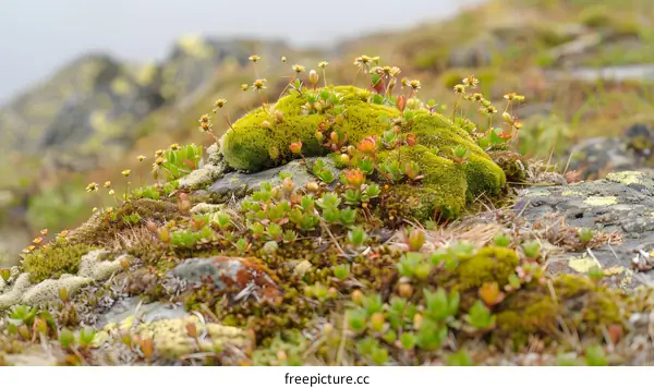 Closeup of Green Moss and Small Flowers on Rocky Mountain