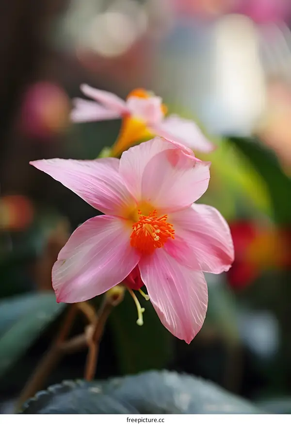 Close Up of a Single Pink Flower With Orange Center