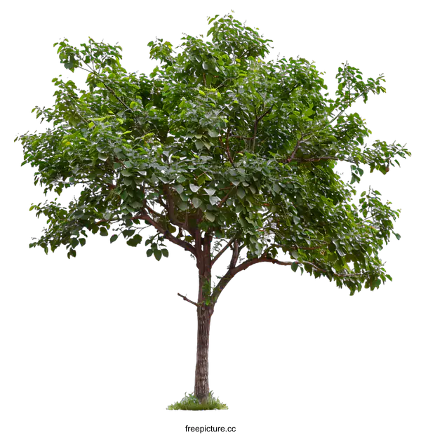 [Transparent Background PNG]Green Tree Isolated On White Background