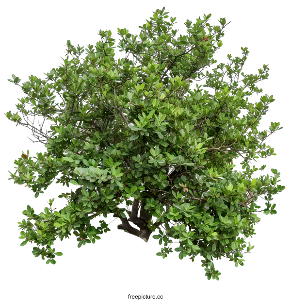 [Transparent Background PNG]Green Tree Isolated On White Background