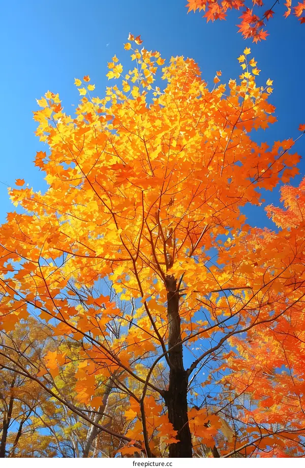 Bright yellow maple tree against a blue sky