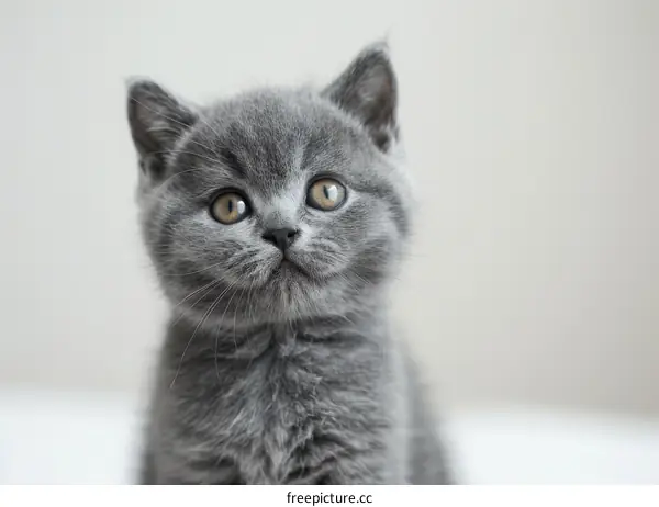 A cute gray kitten is looking at the camera