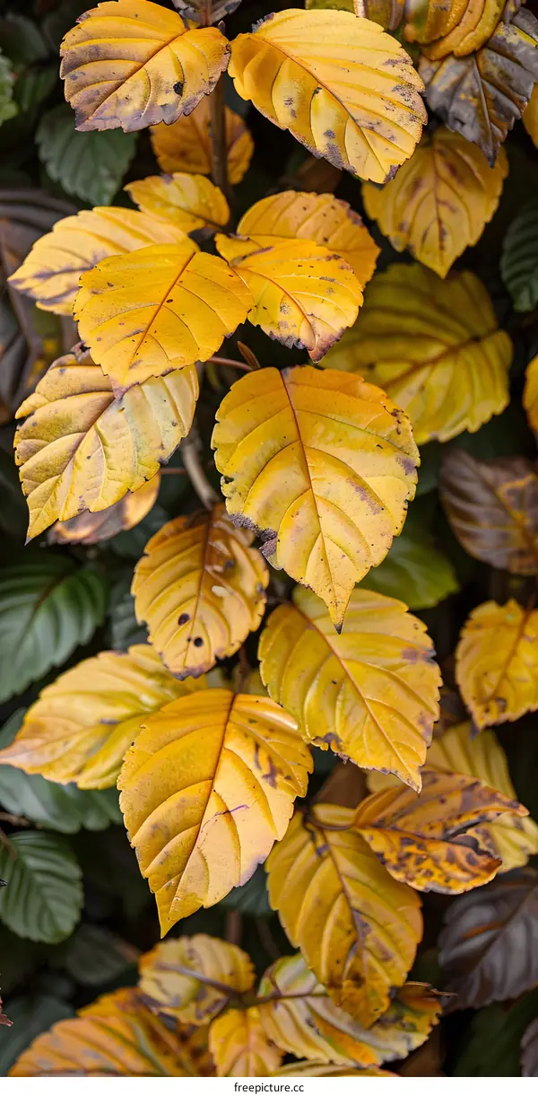 Closeup of Autumn Leaves on a Branch