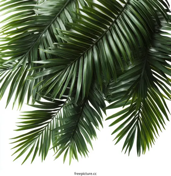 Tropical Palm Leaves Background Design
