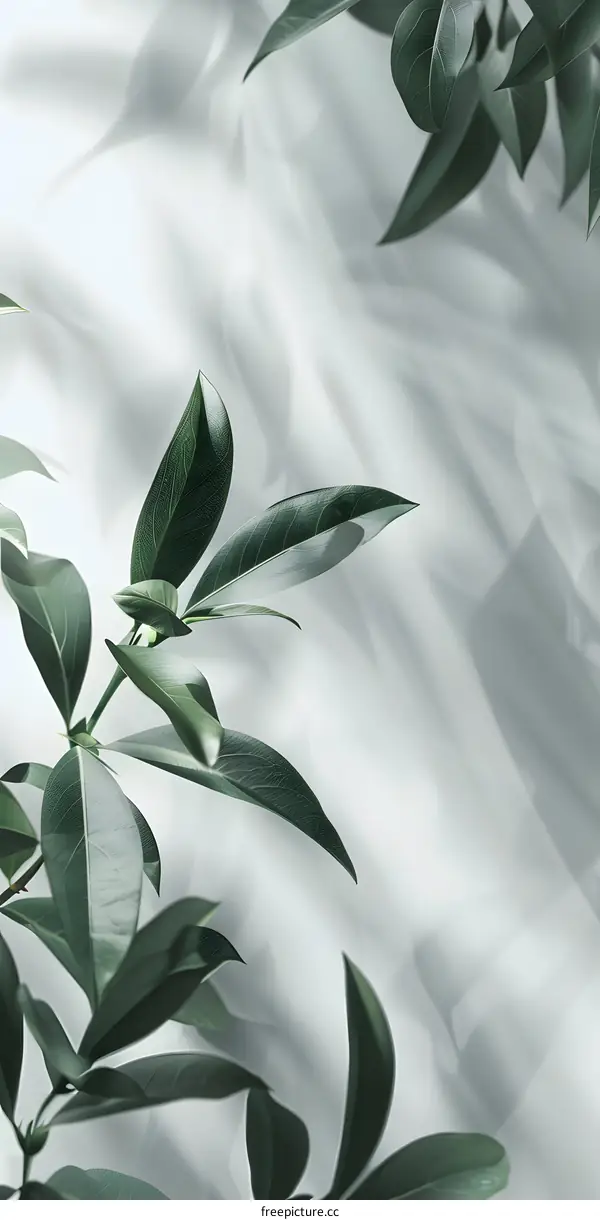 Green Leaves and White Background Minimalist Photography
