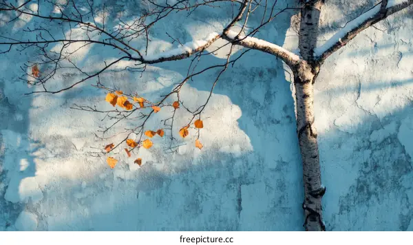 Winter Scene of a Birch Tree Against a Painted Wall
