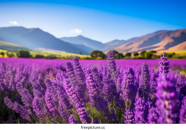 Field of lavender with mountains in the distance