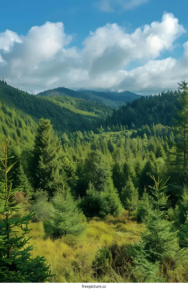 Green mountains and forests under the blue sky