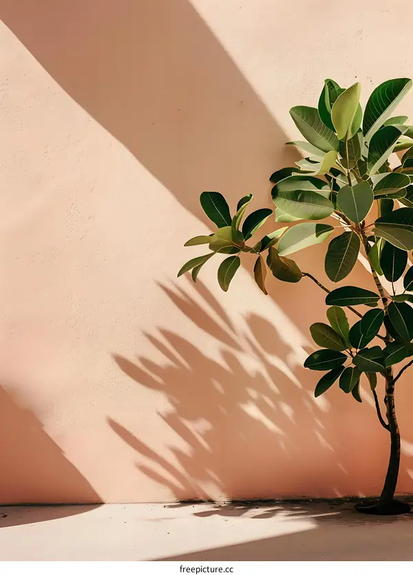 Green Plant Against Peach Wall with Sunlight